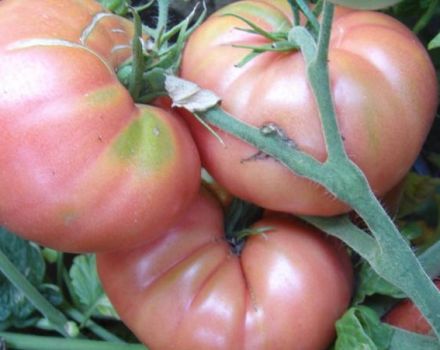 Charakterystyka i opis odmiany pomidora Pink Elephant i plonowanie