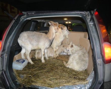 Ways of transporting goats in a car and possible problems