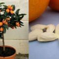Thuis een sinaasappel planten, kweken en verzorgen