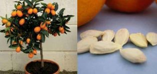 Plante, vokse og pleje en appelsin derhjemme