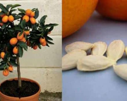 Plantera, växa och ta hand om en apelsin hemma