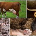 Tekenen en symptomen van wormen bij koeien en kalveren, behandeling en preventie