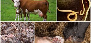 Tārpu pazīmes un simptomi govīm un teļiem, ārstēšana un profilakse
