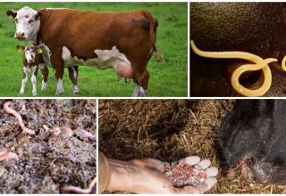 Příznaky a příznaky červů u krav a telat, léčba a prevence