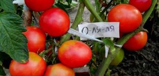 Descripción de la variedad de tomate O La La y sus características