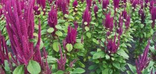 Useful properties and use of amaranth in cosmetology and traditional medicine