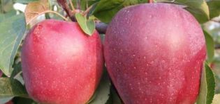 Descripció i característiques de la poma Modi, rendiment, plantació i cura