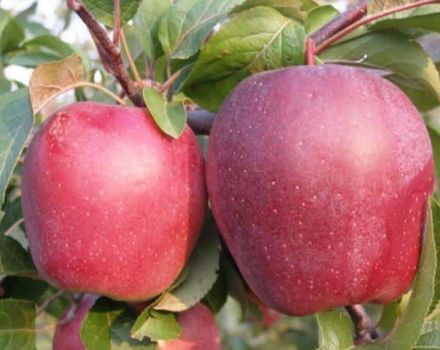 Opis i karakteristike stabla jabuke Modi, prinos, sadnja i njega