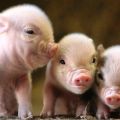 Rules for breeding piglets at home for beginners, profitability
