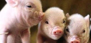 Regole di allevamento di maialini a casa per principianti, redditività