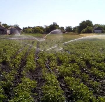 The timing of when to water potatoes so that there is a good harvest