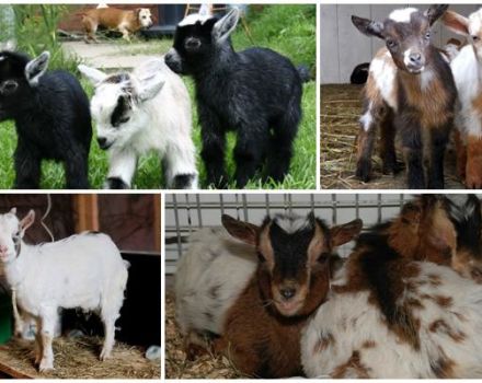 Description and milk yield of Cameroon goats, conditions of their keeping