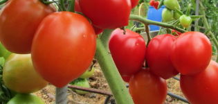 Stolypin-tomaattilajikkeen ominaisuudet ja kuvaus, sen sato