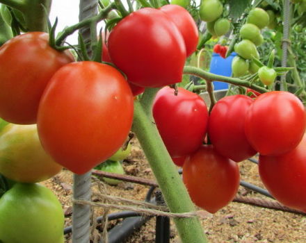 Stolypin domates çeşidinin özellikleri ve tanımı, verimi