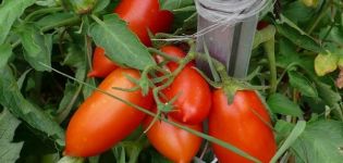 Περιγραφή της ποικιλίας ντομάτας Ukhazher και των χαρακτηριστικών της