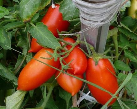 Kuvaus tomaattilajikkeesta Ukhazher ja sen ominaisuuksista