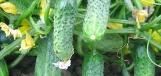 Description of the Crispin cucumber variety, its characteristics and yield