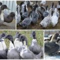 Description et caractéristiques de la race de canards bleus préférés, leur culture