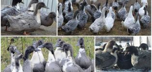 Description and characteristics of ducks of the blue favorite breed, their cultivation