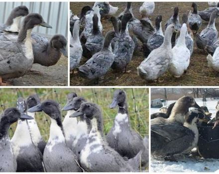 Description and characteristics of blue favorite ducks breed, their cultivation