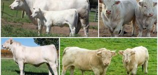 Mô tả và đặc điểm của gia súc Charolais, đặc điểm của nội dung