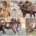 Descripción y variedades de carneros salvajes con cuernos retorcidos, donde viven.