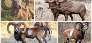 Description and varieties of wild rams with twisted horns, where they live