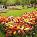 How to plant tulips beautifully, the choice of varieties and design ideas