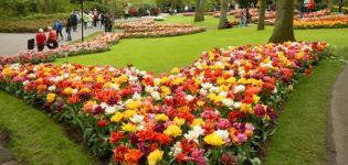 Jak zasadit tulipány krásně, výběr odrůd a nápady na design