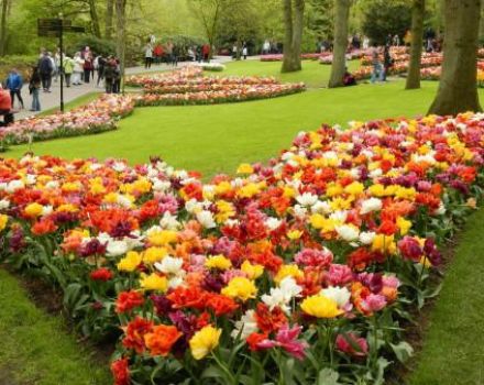 Sådan plantes tulipaner smukt, valg af sorter og designideer