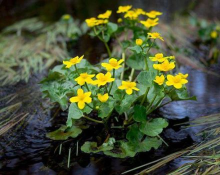 Description of the marsh marigold variety, planting and care features