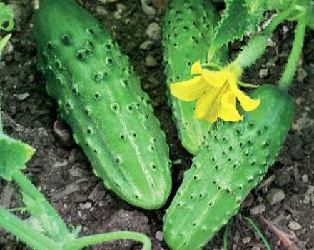 Characteristics and description of the Far Eastern cucumber, its cultivation