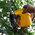 Omenapuun lisäysmenetelmät kotona pistoksilla kesällä, kasvien hoito