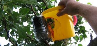 Métodos de propagación del manzano en casa mediante esquejes en verano, cuidado de las plantas.
