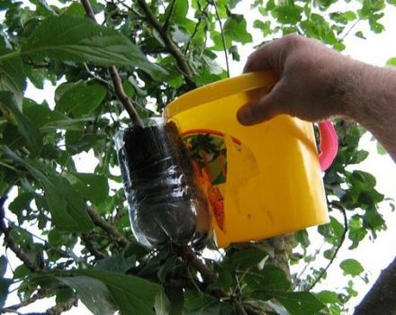 Az almafa szaporítási módszerei otthon nyári dugványokkal, növényápolás