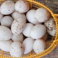 גודל ביצי ברווז והיתרונות והנזקים לגוף, האם ניתן לאכול ובאיזו צורה