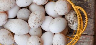El tamaño de los huevos de pato y los beneficios y daños para el cuerpo, se puede comer y en qué forma.