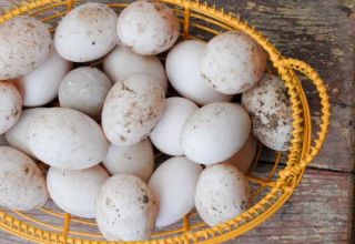 The size of duck eggs and the benefits and harms to the body, is it possible to eat and in what form