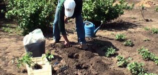 Dyrkning og pleje af flerårige tomater i vindueskarmen og i haven