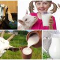 Contenuto di grassi del latte di capra e mucca e come determinarlo a casa
