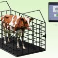 Tabella per misurare il peso vivo dei bovini, i primi 3 metodi di determinazione