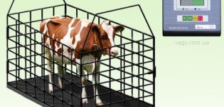 Tabel til måling af levende vægt af kvæg, top-3 metoder til bestemmelse