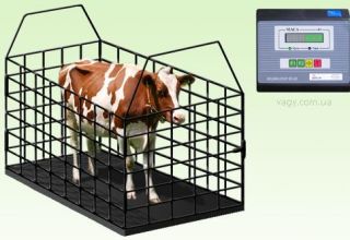 Cattle live weight measurement table, top-3 methods of determination
