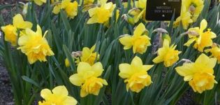 Narcizų veislės Dick Wilden aprašymas, auginimo taisyklės ir veisimo metodai
