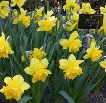 Περιγραφή της ποικιλίας daffodil Dick Wilden, κανόνες καλλιέργειας και μέθοδοι αναπαραγωγής