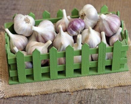 When to harvest garlic in a rainy summer to save it from rot?