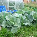 How to process or spray cabbage from pests with folk remedies