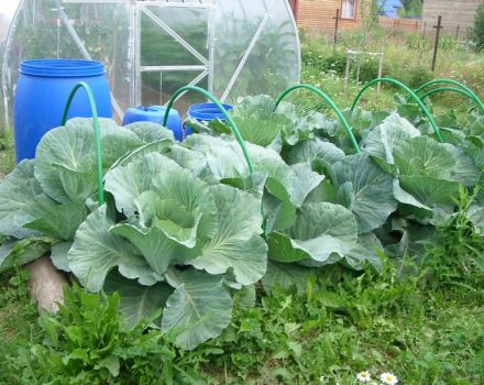 How to process or spray cabbage from pests with folk remedies