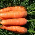Nantes-porkkanalajikkeen ominaisuudet ja kuvaus, kypsymisaika ja viljely