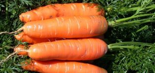 Característiques i descripció de la varietat de pastanaga Nantes, temps de maduració i cultiu